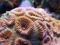 korallen (23)